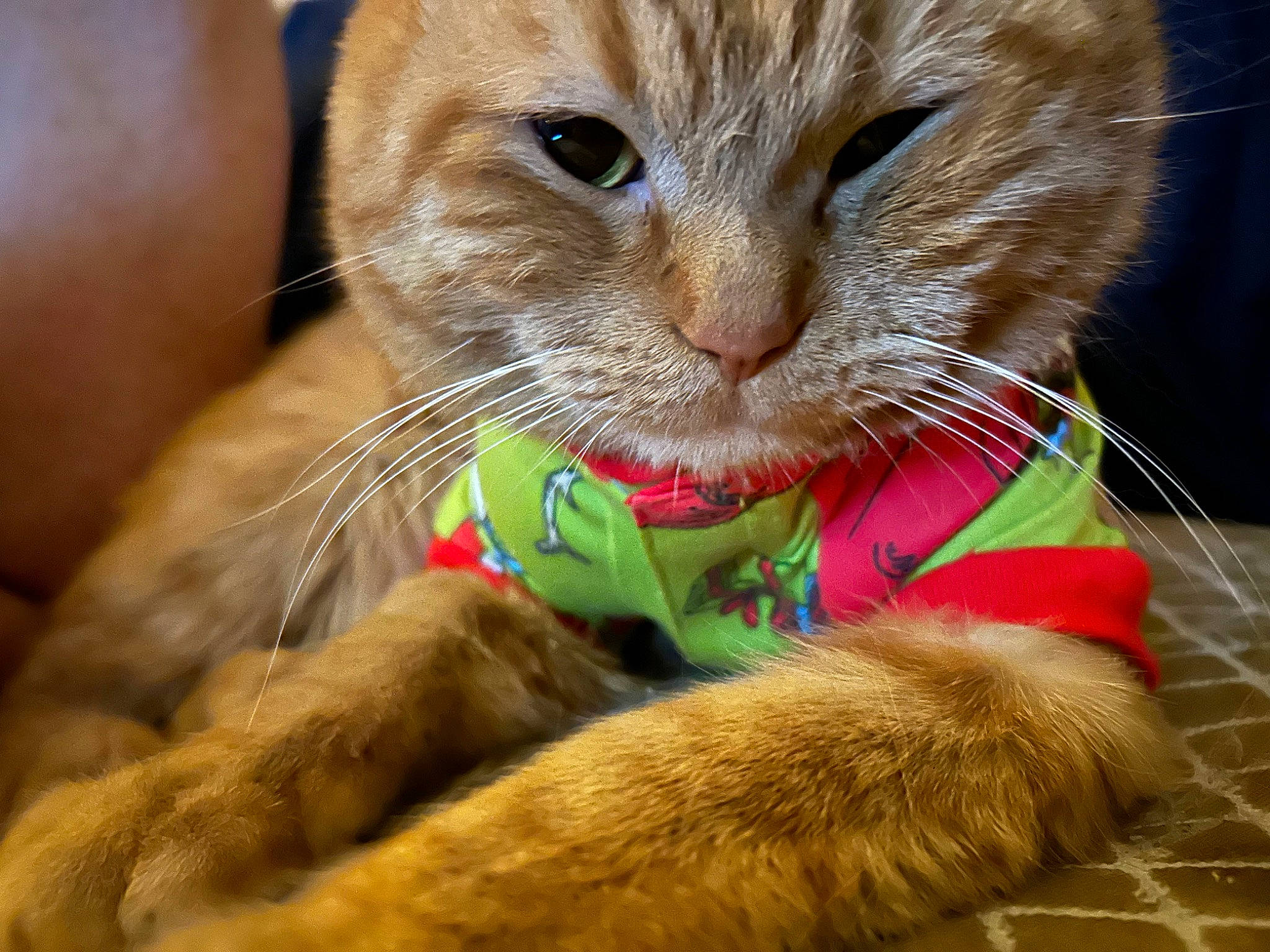 Cece is registered to the contest to win money with this photo: carnivore, cat, cat_supply, cat_toy, claw, collar, comfort, domestic_short_haired_cat, fawn, felidae, foot, fur, grass, paw, pet_supply, small_to_medium_sized_cats, snout, tail, whiskers, wildlife