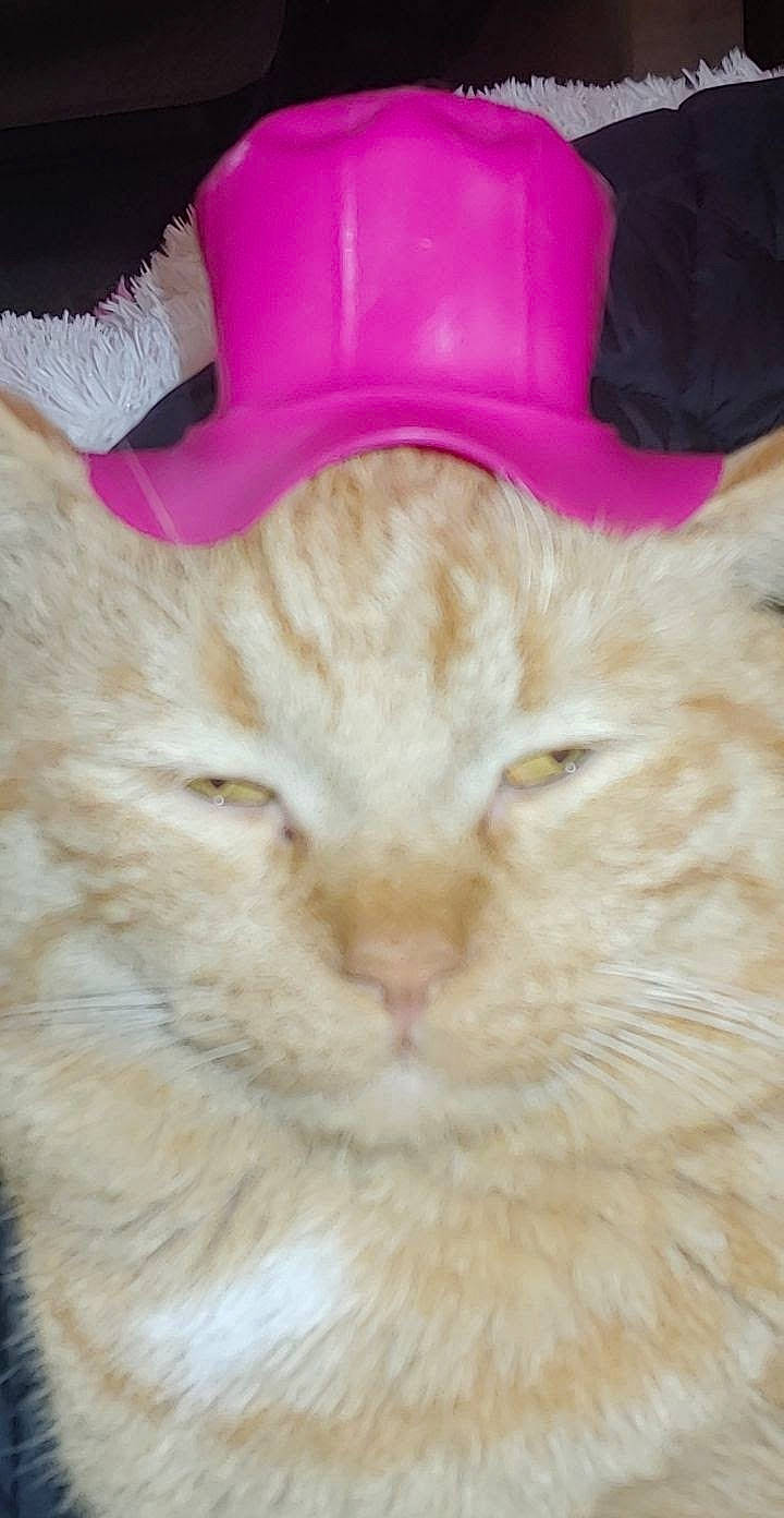 Cece joined the competition — help win amazing prizes! carnivore, cat, comfort, domestic_short_haired_cat, ear, event, fawn, felidae, fur, hat, magenta, small_to_medium_sized_cats, snout, tail, terrestrial_animal, whiskers