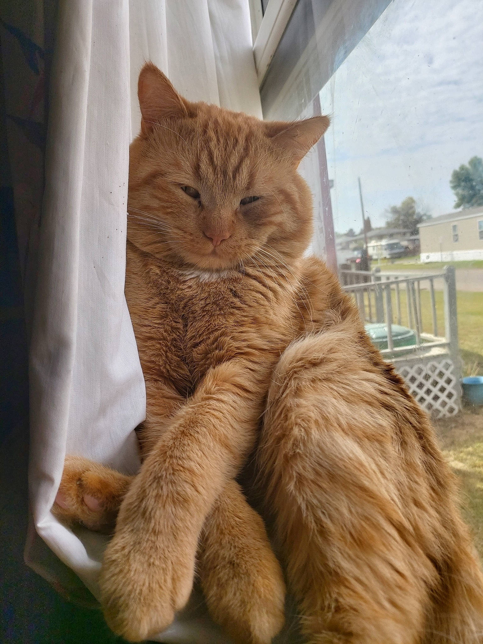 Cece joined the competition — help win amazing prizes! carnivore, cat, claw, comfort, domestic_short_haired_cat, fawn, felidae, fur, paw, peach, sky, small_to_medium_sized_cats, tail, terrestrial_animal, whiskers, window, wood