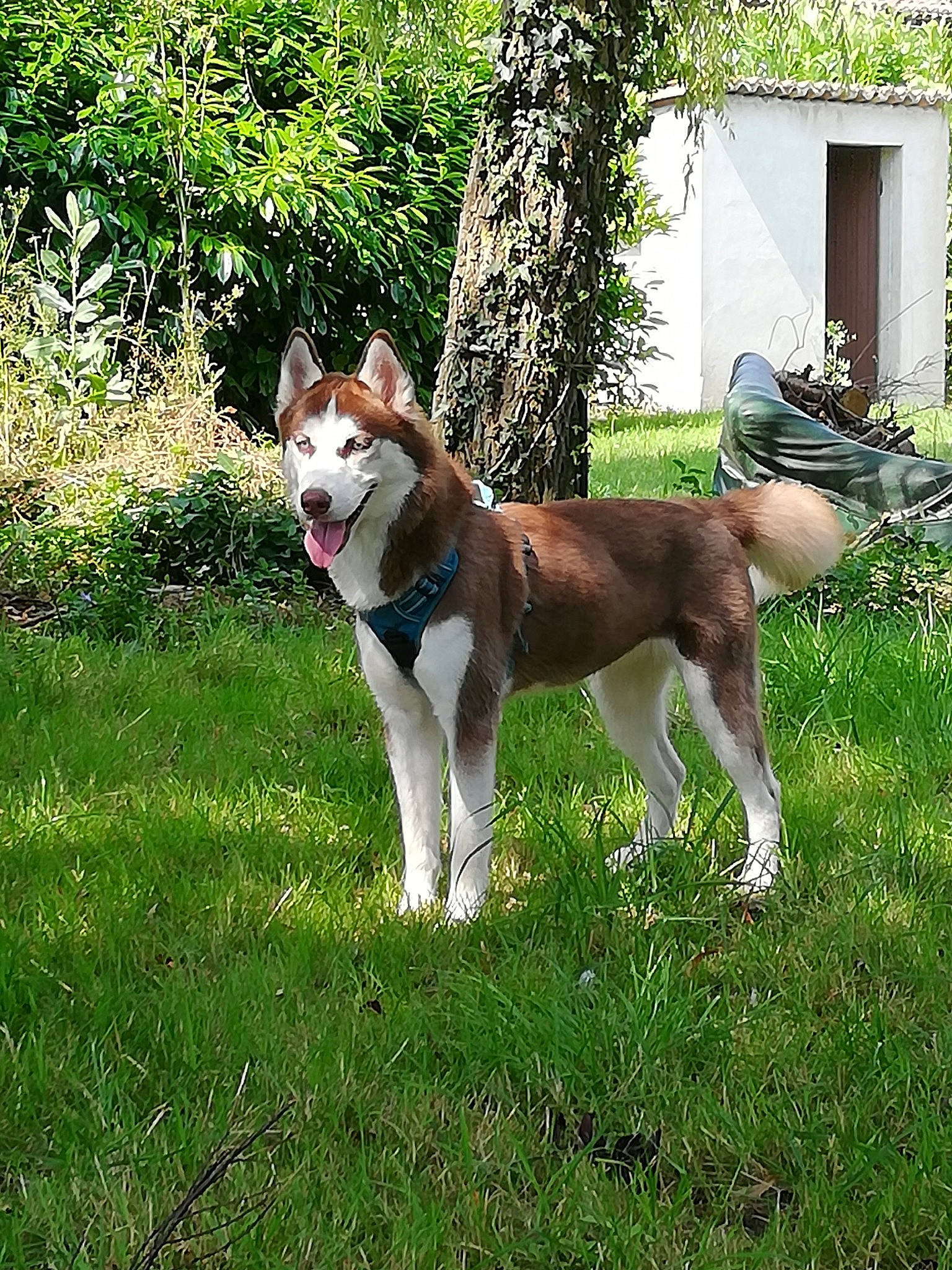 Polga a rejoint le concours — aidez-le/la à gagner de superbes lots ! akita, canadian_eskimo_dog, canidae, carnivore, dog, dog_breed, east_siberian_laika, grass, mammal, native_american_indian_dog, rare_breed_dog, saarloos_wolfdog, seppala_siberian_sleddog, siberian_husky, sporting_group, tamaskan_dog, vertebrate, west_siberian_laika, wolfdog, working_dog