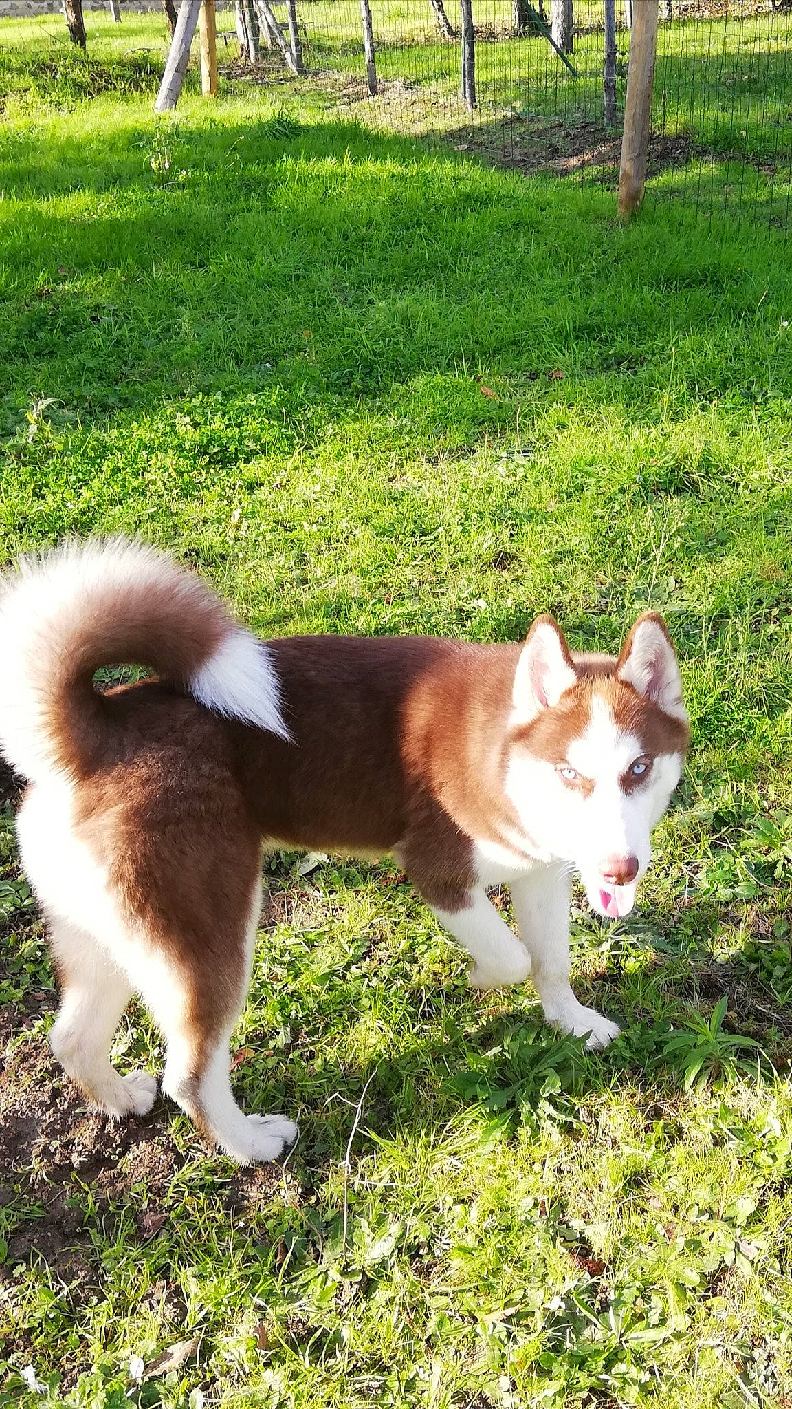 Polga participe au concours pour gagner de l'argent avec cette photo : akita, akita_inu, ancient_dog_breeds, canidae, carnivore, companion_dog, dog, dog_breed, east_siberian_laika, icelandic_sheepdog, mammal, rare_breed_dog, shiba_inu, shikoku, siberian_husky, spitz, tail, vertebrate, west_siberian_laika, working_dog