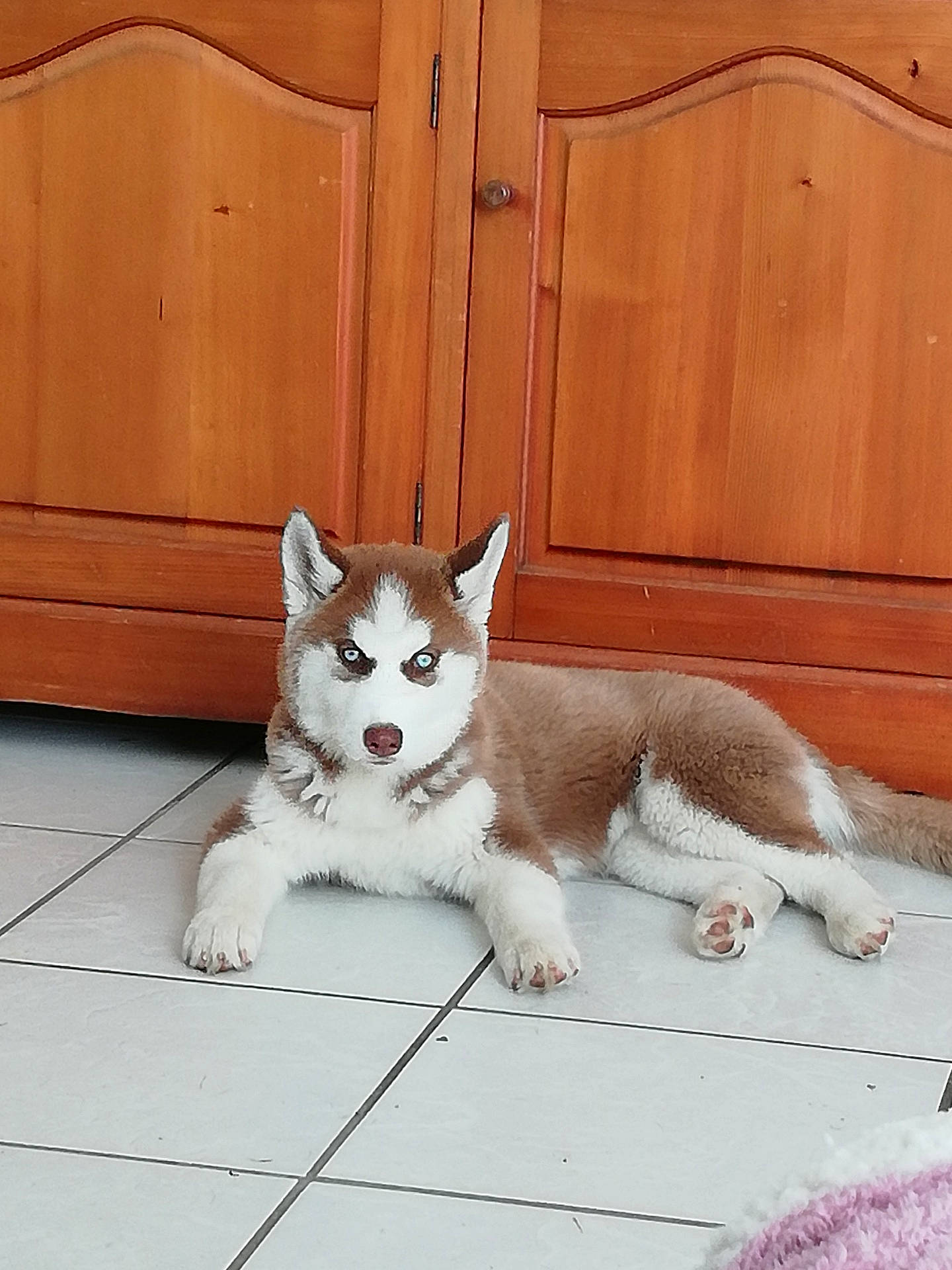 Polga participe au concours pour gagner de l'argent avec cette photo : alaskan_klee_kai, alaskan_malamute, canadian_eskimo_dog, canidae, carnivore, dog, dog_breed, fawn, mammal, miniature_siberian_husky, native_american_indian_dog, northern_inuit_dog, rare_breed_dog, saarloos_wolfdog, sakhalin_husky, siberian_husky, sled_dog, tamaskan_dog, vertebrate, wolfdog