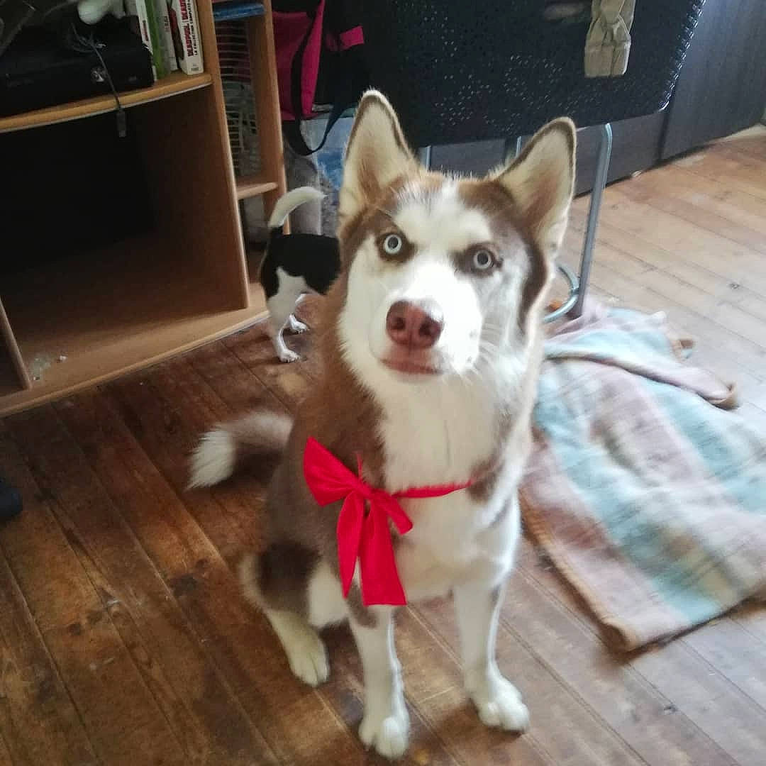 Polga a rejoint le concours — aidez-le/la à gagner de superbes lots ! alaskan_klee_kai, alaskan_malamute, canidae, carnivore, dog, dog_breed, labrador_husky, mammal, miniature_siberian_husky, northern_inuit_dog, rare_breed_dog, sakhalin_husky, seppala_siberian_sleddog, siberian_husky, sled_dog, snout, tamaskan_dog, vertebrate, wolfdog, working_dog