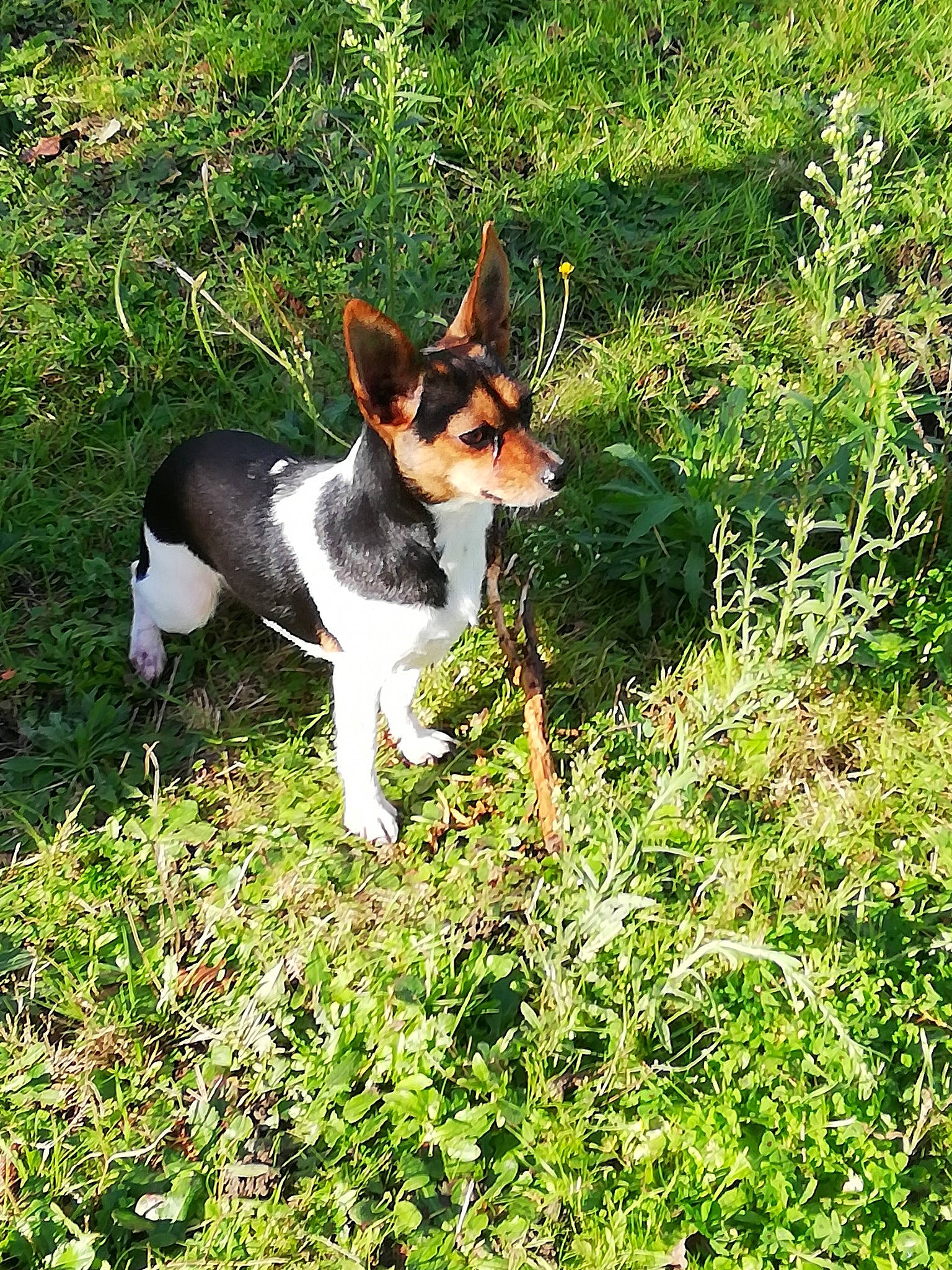 Nelya participe au concours pour gagner de l'argent avec cette photo : basenji, brazilian_terrier, canidae, carnivore, companion_dog, corgi_chihuahua, dog, dog_breed, feist, grass, hunting_dog, mammal, miniature_fox_terrier, rat_terrier, smooth_fox_terrier, teddy_roosevelt_terrier, tenterfield_terrier, terrier, toy_fox_terrier, vertebrate