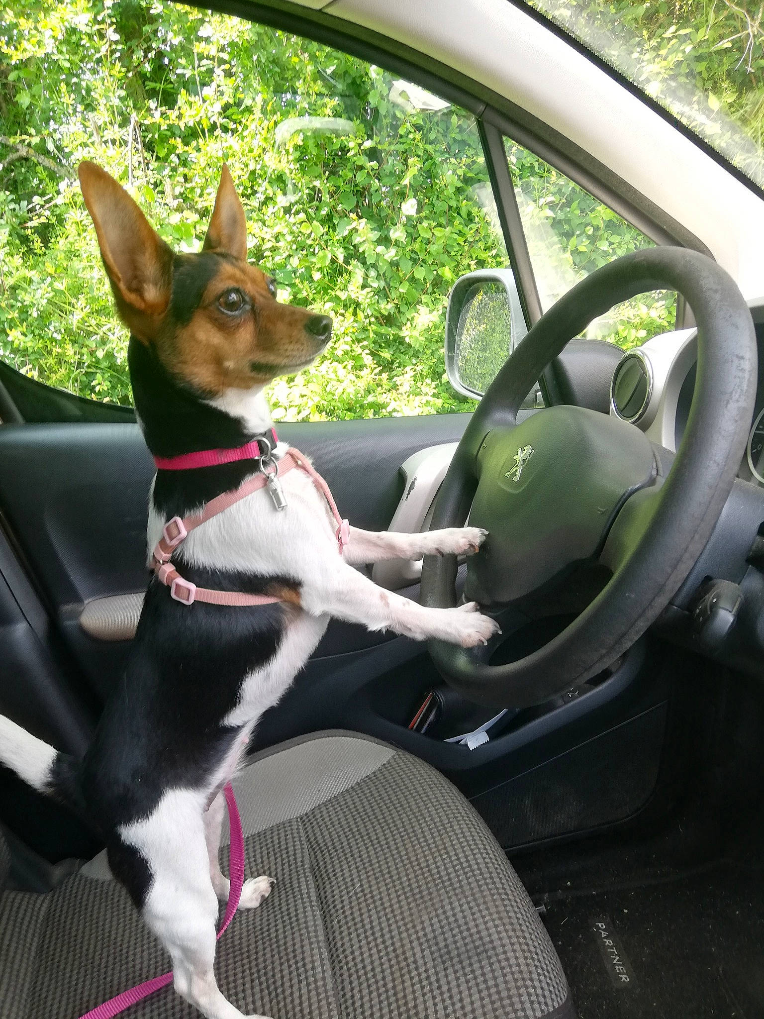Nelya participe au concours pour gagner de l'argent avec cette photo : canidae, car, car_seat, carnivore, chilean_fox_terrier, companion_dog, dog, dog_breed, english_toy_terrier, feist, mammal, miniature_fox_terrier, rat_terrier, snout, steering_wheel, tenterfield_terrier, toy_dog, toy_fox_terrier, vehicle, vehicle_door