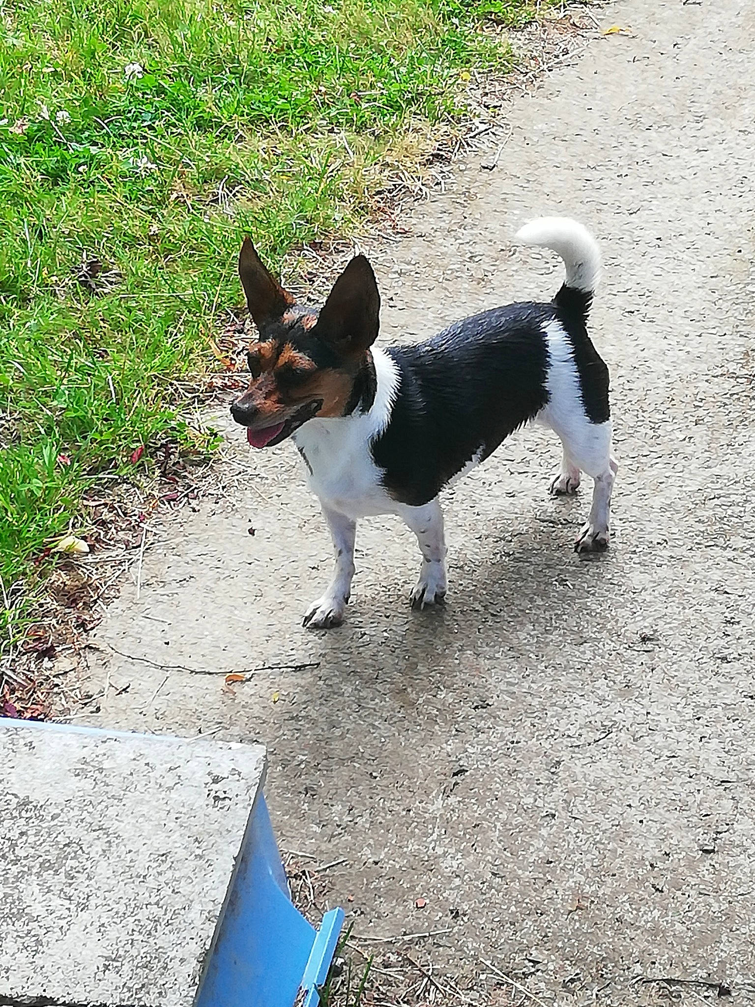 Nelya participe au concours pour gagner de l'argent avec cette photo : brazilian_terrier, canidae, carnivore, companion_dog, dog, dog_breed, feist, fox_terrier, mammal, miniature_fox_terrier, rat_terrier, ratonero_bodeguero_andaluz, smooth_fox_terrier, sporting_group, tail, teddy_roosevelt_terrier, tenterfield_terrier, terrier, toy_fox_terrier, vertebrate