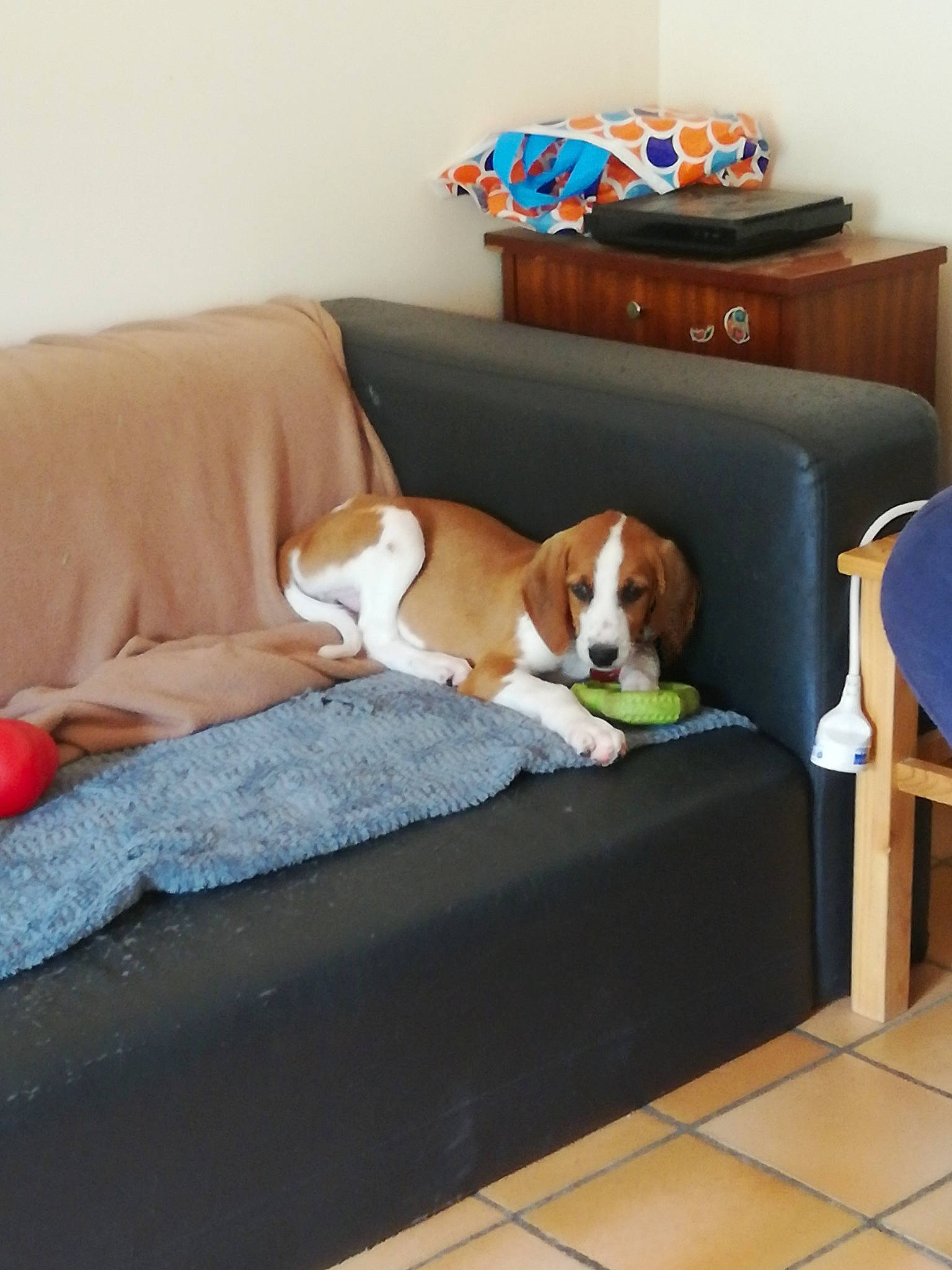 Rilka a rejoint le concours — aidez-le/la à gagner de superbes lots ! beagle, canidae, carnivore, comfort, companion_dog, couch, dog, dog_breed, furniture, pembroke_welsh_corgi, room, table, welsh_corgi