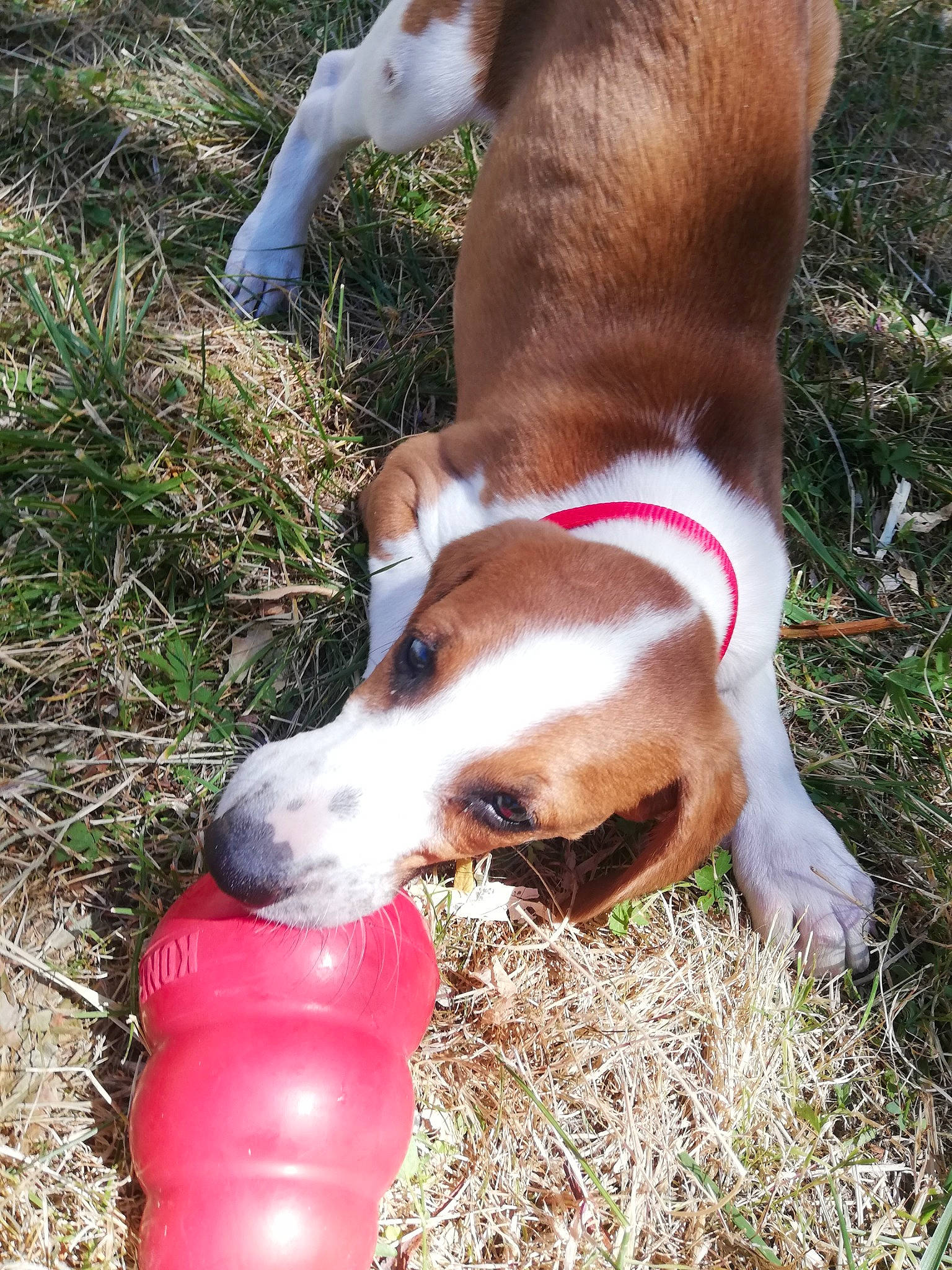 Rilka participe au concours pour gagner de l'argent avec cette photo : canidae, carnivore, dog, dog_breed, english_coonhound, estonian_hound, fawn, finnish_hound, mammal, posavac_hound, serbian_tricolour_hound, snout, sporting_group, treeing_walker_coonhound