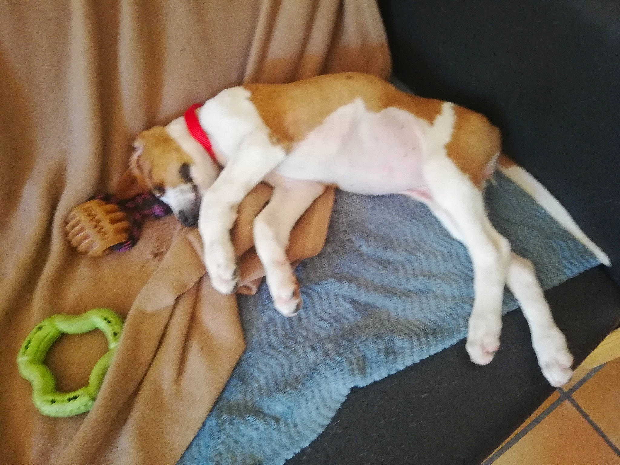 Rilka participe au concours pour gagner de l'argent avec cette photo : canidae, carnivore, companion_dog, danish_swedish_farmdog, dog, dog_breed, english_foxhound, fawn, feist, harrier, nap, parson_russell_terrier, paw, pocket_beagle, puppy, puppy_love, treeing_feist