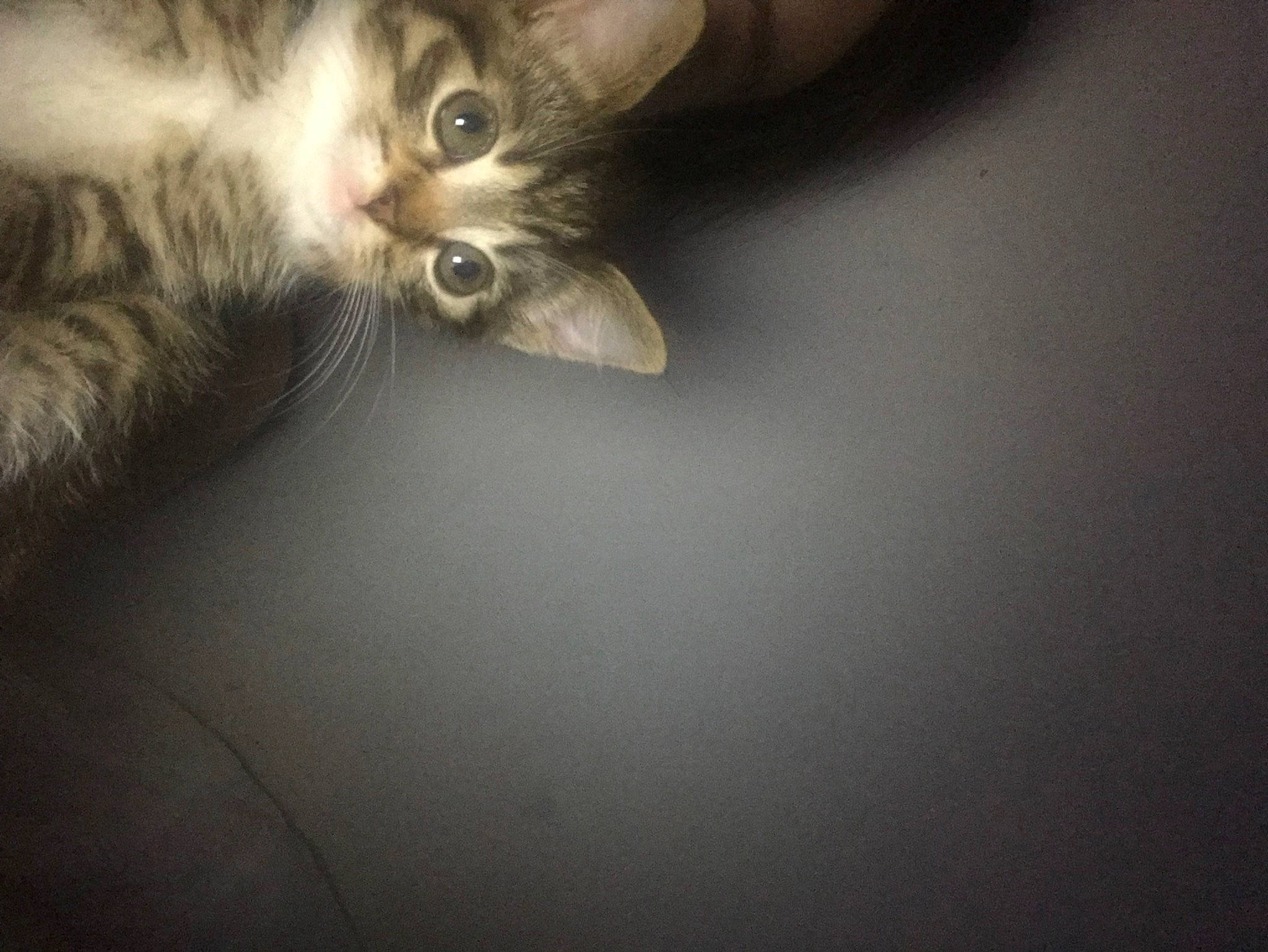 Kiwi joined the competition — help win amazing prizes! carnivore, cat, claw, darkness, domestic_short_haired_cat, ear, felidae, fur, gesture, grey, macro_photography, paw, small_to_medium_sized_cats, snout, tail, whiskers