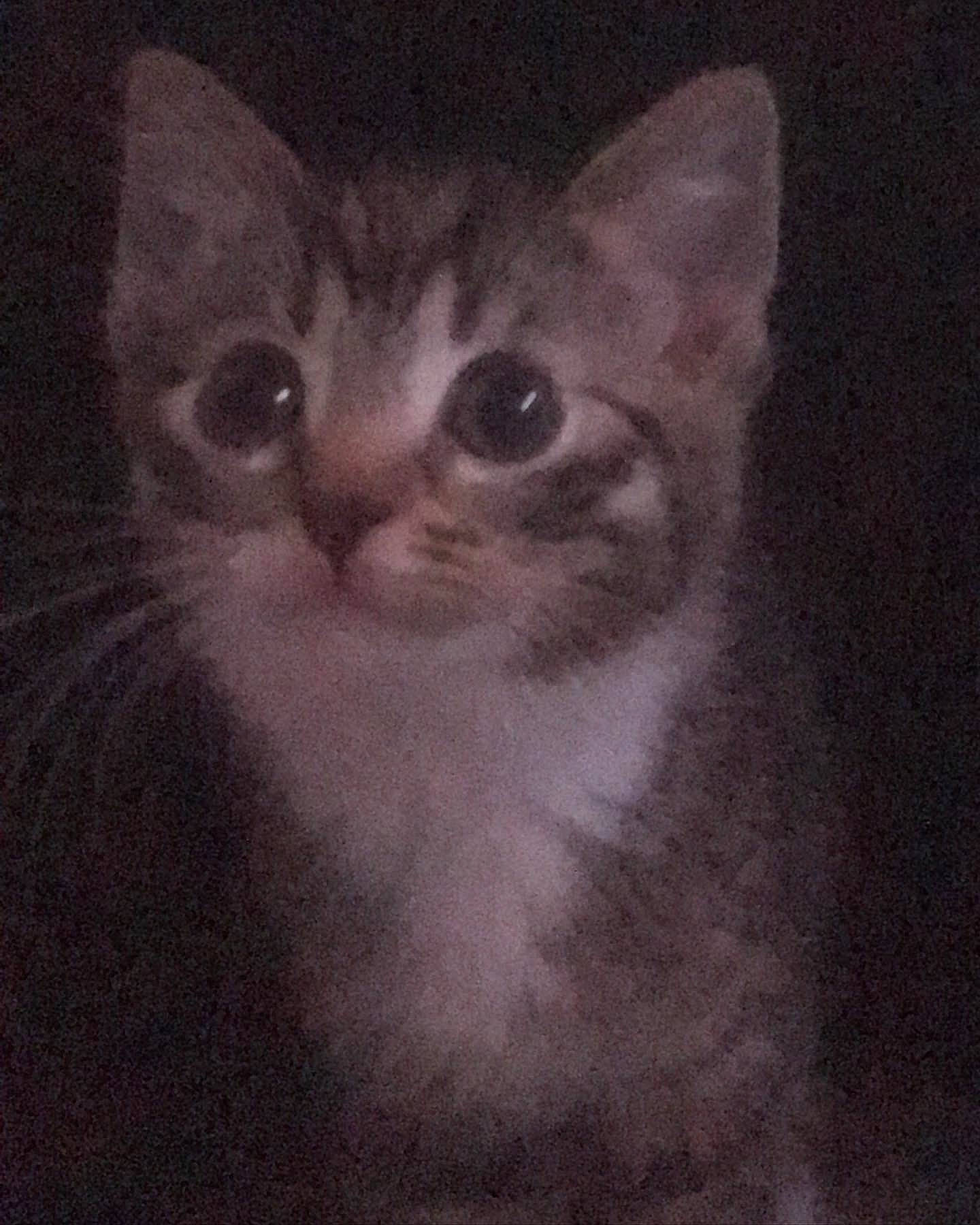 Kiwi joined the competition — help win amazing prizes! art, carnivore, cat, darkness, domestic_short_haired_cat, felidae, fur, paw, small_to_medium_sized_cats, terrestrial_animal, whiskers, window