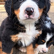Stessy a rejoint le concours — aidez-le/la à gagner de superbes lots ! puppy, bernese_mountain_dog, dog, close_up, outdoor, cute, fur, black, white, brown, animal, pet, sleeping, nose, whiskers, young, portrait, paw, soft, adorable