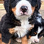 puppy, bernese_mountain_dog, dog, close_up, outdoor, cute, fur, black, white, brown, animal, pet, sleeping, nose, whiskers, young, portrait, paw, soft, adorable