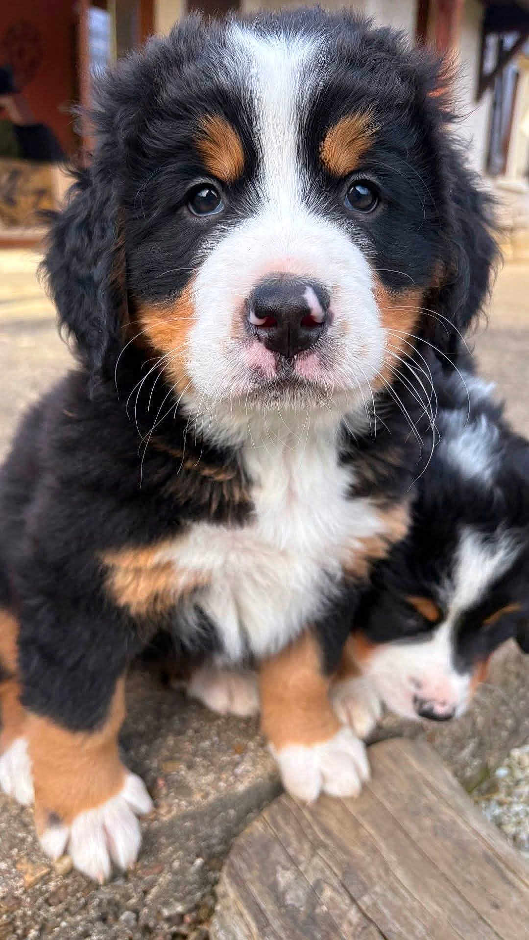 Stessy a rejoint le concours — aidez-le/la à gagner de superbes lots ! puppy, bernese_mountain_dog, dog, close_up, outdoor, cute, fur, black, white, brown, animal, pet, sleeping, nose, whiskers, young, portrait, paw, soft, adorable