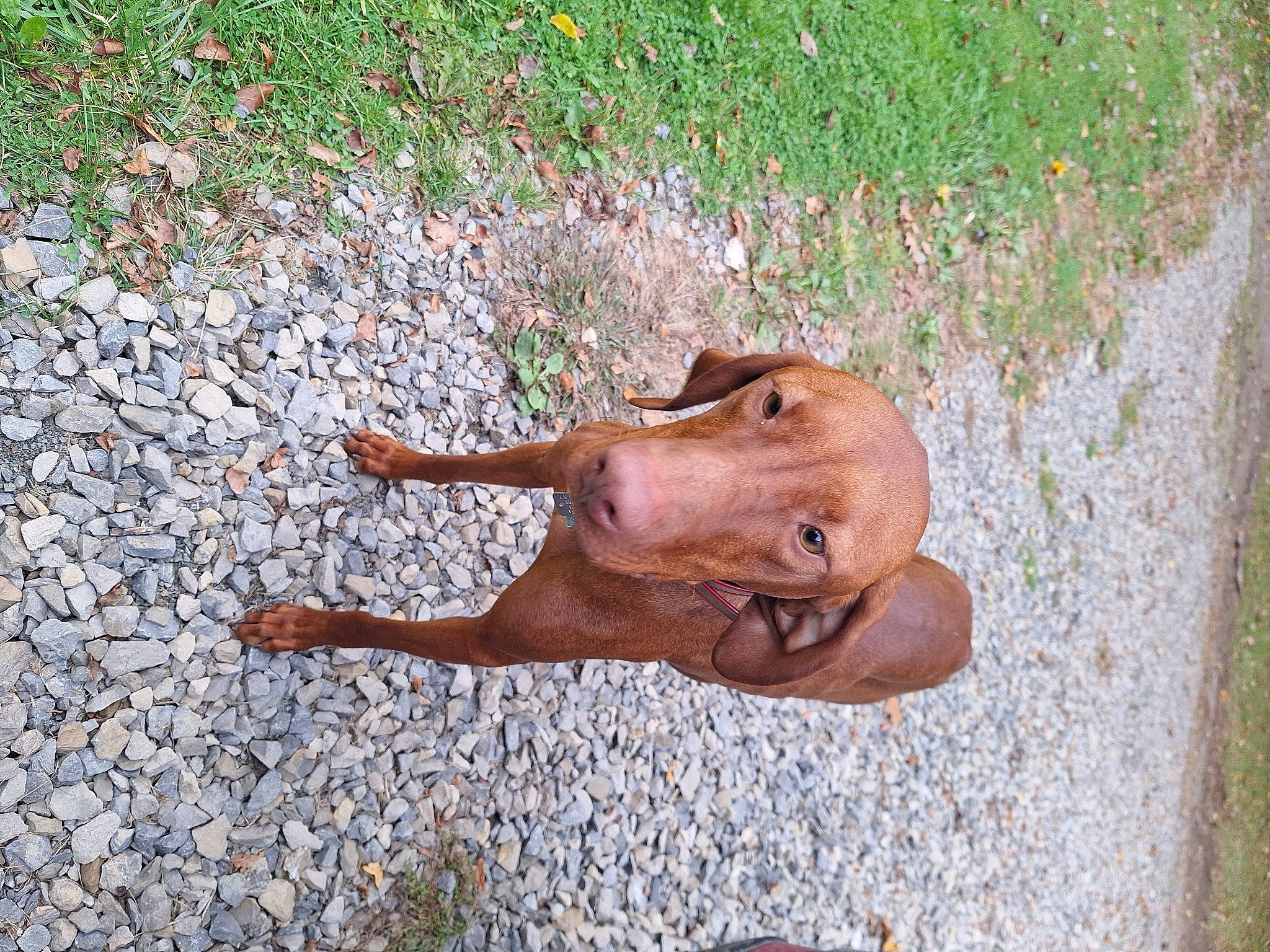 Sinnamon is registered to the contest to win money with this photo: asphalt, bovine, canidae, carnivore, deer, dog, dog_breed, fawn, grass, horn, liver, natural_material, road_surface, snout, soil, sporting_group, tail, terrestrial_animal, wood, working_animal