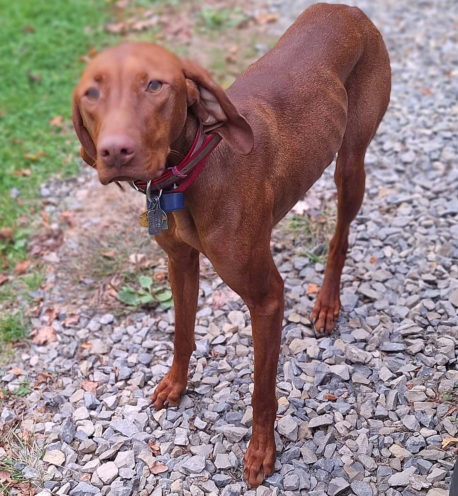 Sinnamon is registered to the contest to win money with this photo: art, canidae, carnivore, collar, companion_dog, dog, dog_breed, dog_collar, dog_supply, fawn, gun_dog, hunting_dog, liver, pet_supply, snout, sporting_group, tail, terrestrial_animal, working_animal, working_dog