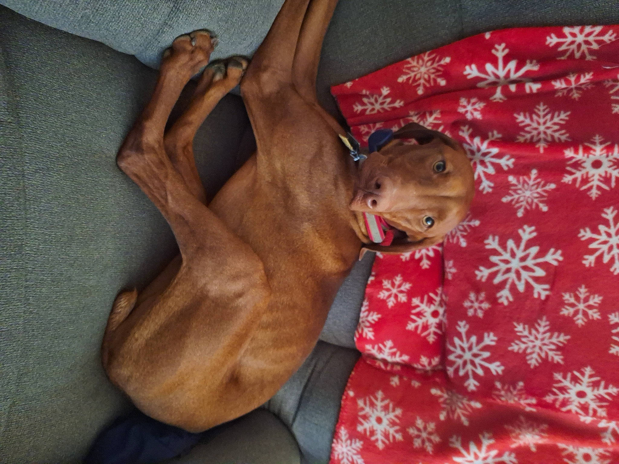 Sinnamon joined the competition — help win amazing prizes! canidae, carnivore, comfort, companion_dog, dog, dog_breed, ear, fawn, foot, fur, human_leg, linens, liver, non_sporting_group, paw, snout, sporting_group, thigh, working_animal