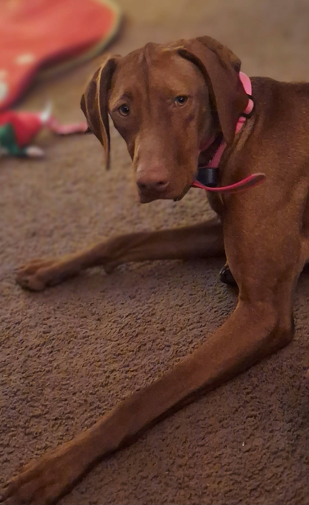 Sinnamon is registered to the contest to win money with this photo: canidae, carnivore, collar, companion_dog, dog, dog_breed, dog_collar, dog_supply, fawn, gun_dog, hunting_dog, liver, pet_supply, snout, sporting_group, terrestrial_animal, wood, working_animal