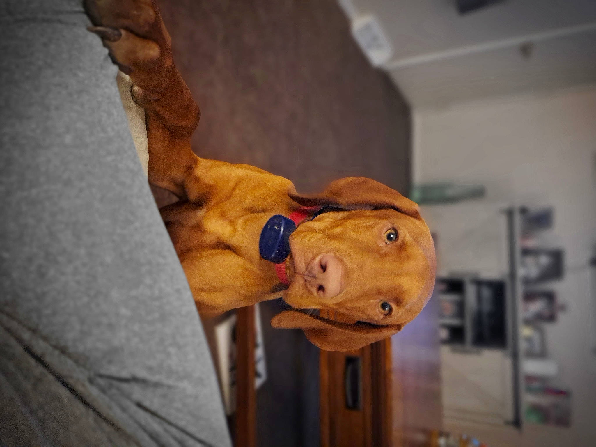 Chase is registered to the contest to win money with this photo: art, artifact, canidae, carnivore, carving, clay, comfort, companion_dog, dog, dog_breed, dog_supply, fawn, personal_protective_equipment, snout, sporting_group, toy, visual_arts, wood, working_animal