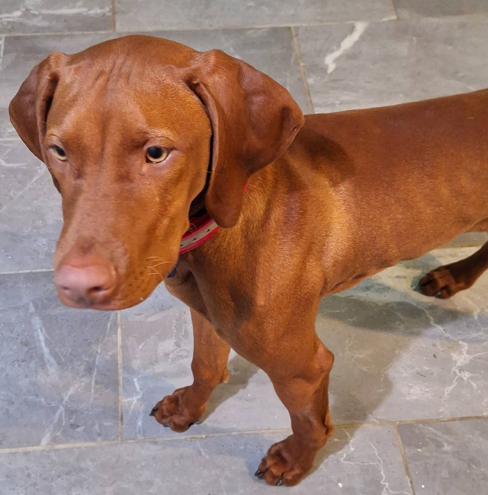 Chase is registered to the contest to win money with this photo: canidae, carnivore, companion_dog, dog, dog_breed, dog_collar, ear, fawn, fur, hound, hunting_dog, liver, paw, snout, sporting_group, terrestrial_animal, whiskers, wood, working_animal