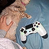 Stormfly joined the competition — help win amazing prizes! animal, blanket, blue_blanket, casual, cat, collar, comfort, cozy, domestic, fluffy, fur, gaming_controller, hand, human_hand, indoor, pet, playing, relaxation, resting, technology