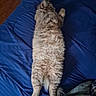 animal, bed, blanket, blue_bedspread, cat, cozy, cute, domestic_cat, feline, fluffy, fur, indoor, lying_down, paws, pet, relaxed, resting, sleepy, soft, stretched_out