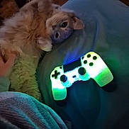 Stormfly joined the competition — help win amazing prizes! blanket, blue, cat, comfort, cozy, cute, feline, fluffy, game_controller, gaming, glowing, green, hand, indoor, lying_down, neon, orange_cat, pet, relaxing, soft