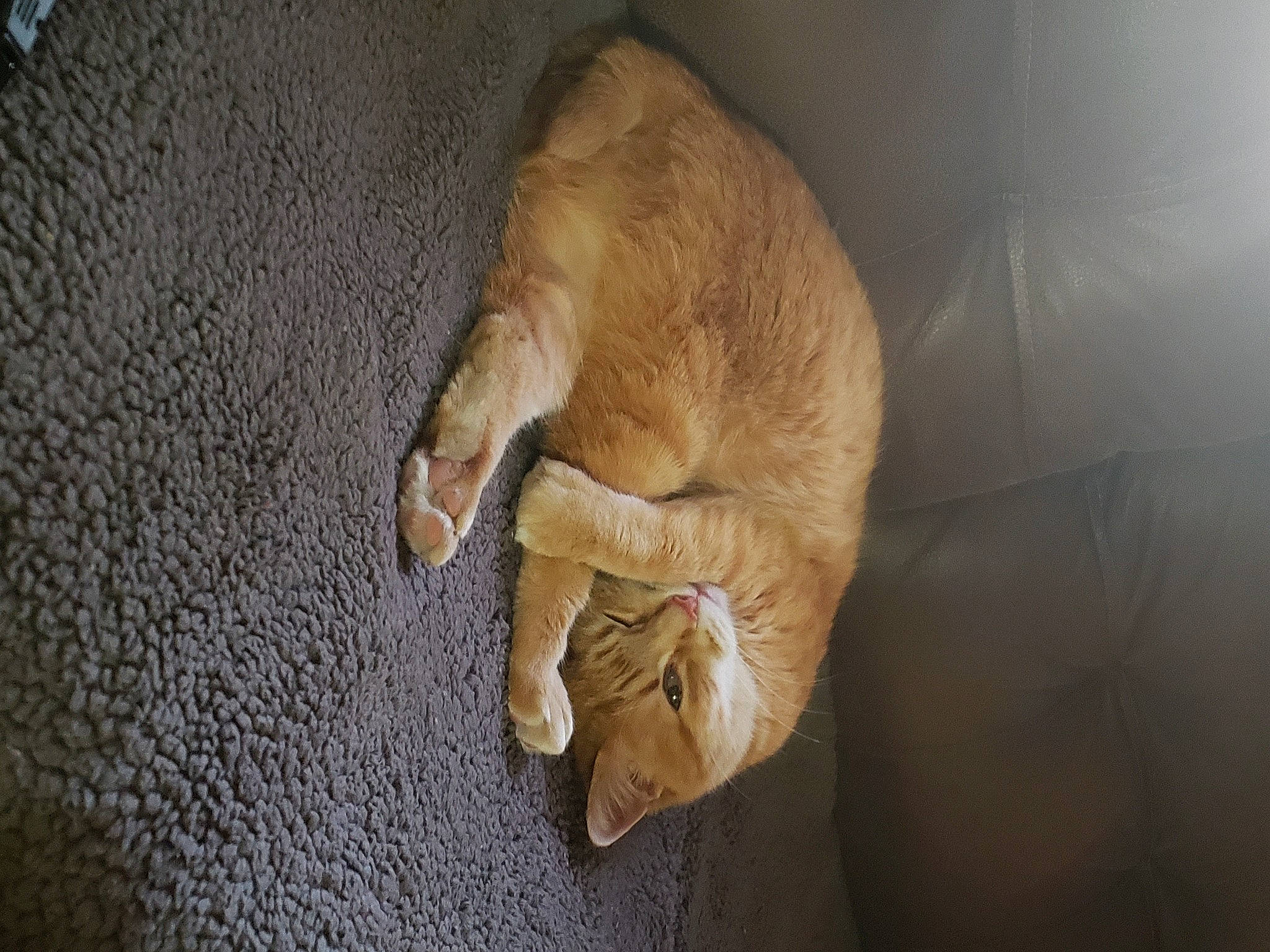 Bubby is registered to the contest to win money with this photo: canidae, carnivore, cat, claw, comfort, eye, fawn, felidae, flooring, fur, human_body, ingredient, paw, small_to_medium_sized_cats, snout, tail, terrestrial_animal, whiskers, wood, wrinkle