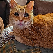 Bubby joined the competition — help win amazing prizes! animal, cat, closeup, comfortable, cozy, cute, domestic_animal, ears, fur, furniture, home, indoor, looking, mammal, orange_tabby, pet, portrait, quilt, relaxed, whiskers