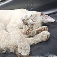 Timber is registered to the contest to win money with this photo: cat, sleeping, fur, paw, tail, leather, black, cute, animal, pet, whiskers, relaxing, cozy, domestic_cat, mammal, resting, closeup, cute_paws, peaceful, indoors