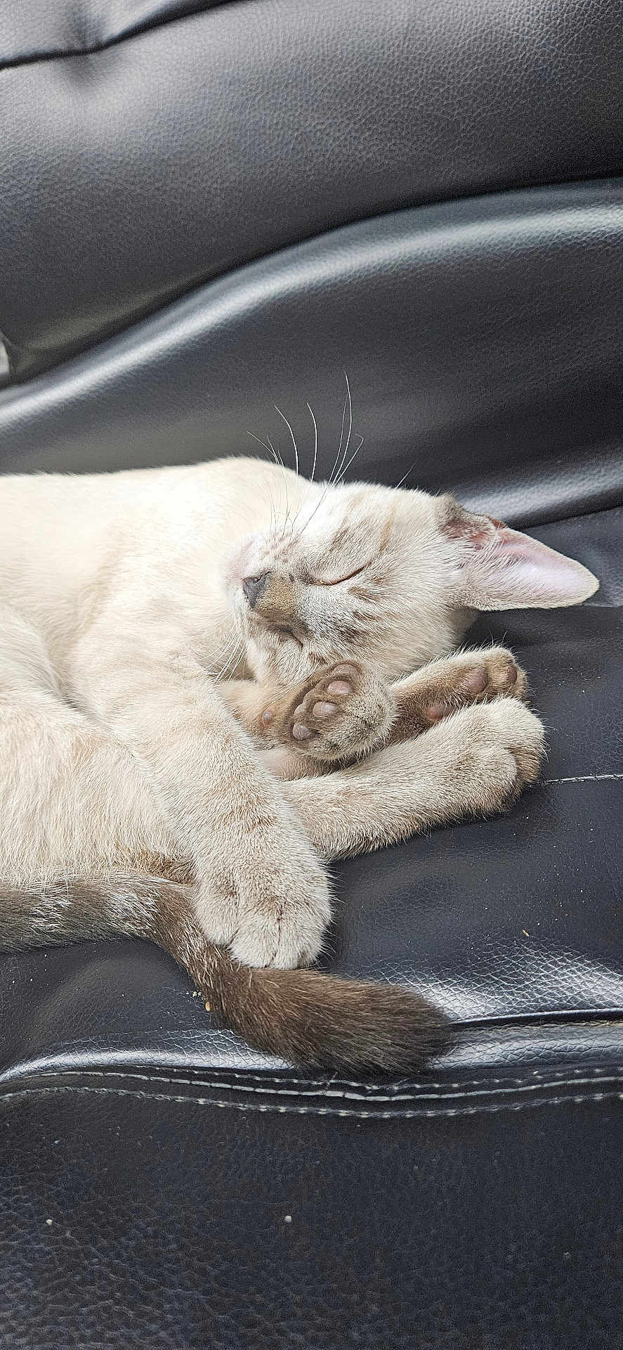 Timber is registered to the contest to win money with this photo: cat, sleeping, fur, paw, tail, leather, black, cute, animal, pet, whiskers, relaxing, cozy, domestic_cat, mammal, resting, closeup, cute_paws, peaceful, indoors