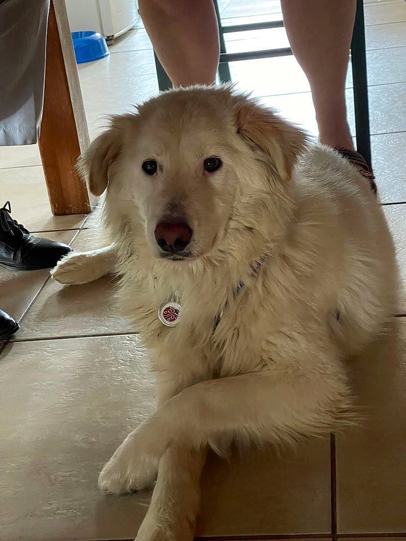 Dumbo a rejoint le concours — aidez-le/la à gagner de superbes lots ! canidae, carnivore, chair, companion_dog, dog, dog_breed, dog_collar, fang, fawn, flooring, fur, giant_dog_breed, hardwood, livestock_guardian_dog, paw, retriever, shorts, snout, sporting_group, working_animal