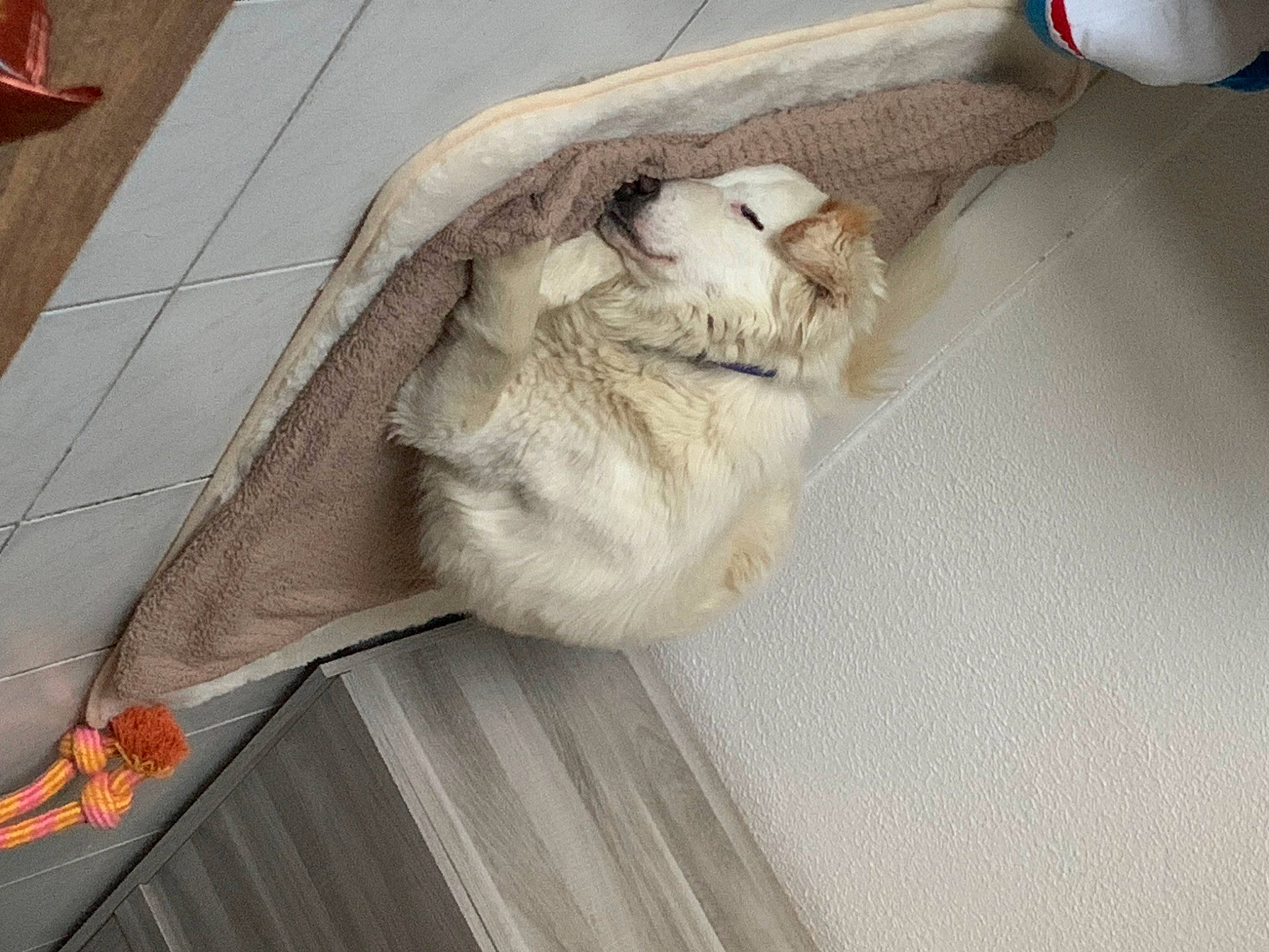 Dumbo a rejoint le concours — aidez-le/la à gagner de superbes lots ! canidae, carnivore, cat, claw, comfort, domestic_short_haired_cat, fawn, felidae, floor, flooring, fur, hardwood, linens, nap, paw, small_to_medium_sized_cats, snout, tail, whiskers, wood