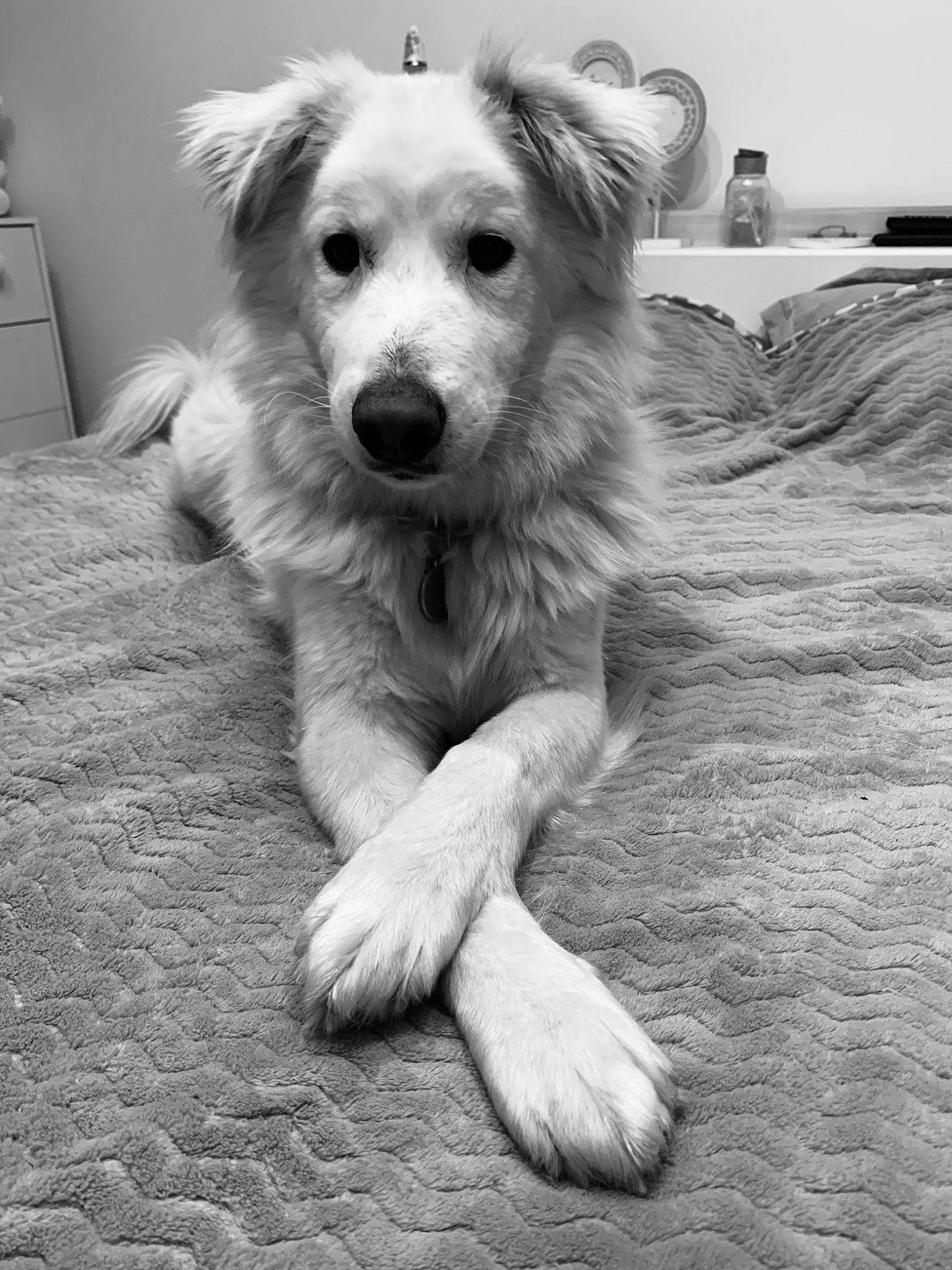 Dumbo participe au concours pour gagner de l'argent avec cette photo : black, black_and_white, cabinetry, canidae, carnivore, chest_of_drawers, companion_dog, dog, dog_breed, drawer, happy, monochrome, monochrome_photography, small_terrier, smile, snout, sporting_group, style, terrier, whiskers