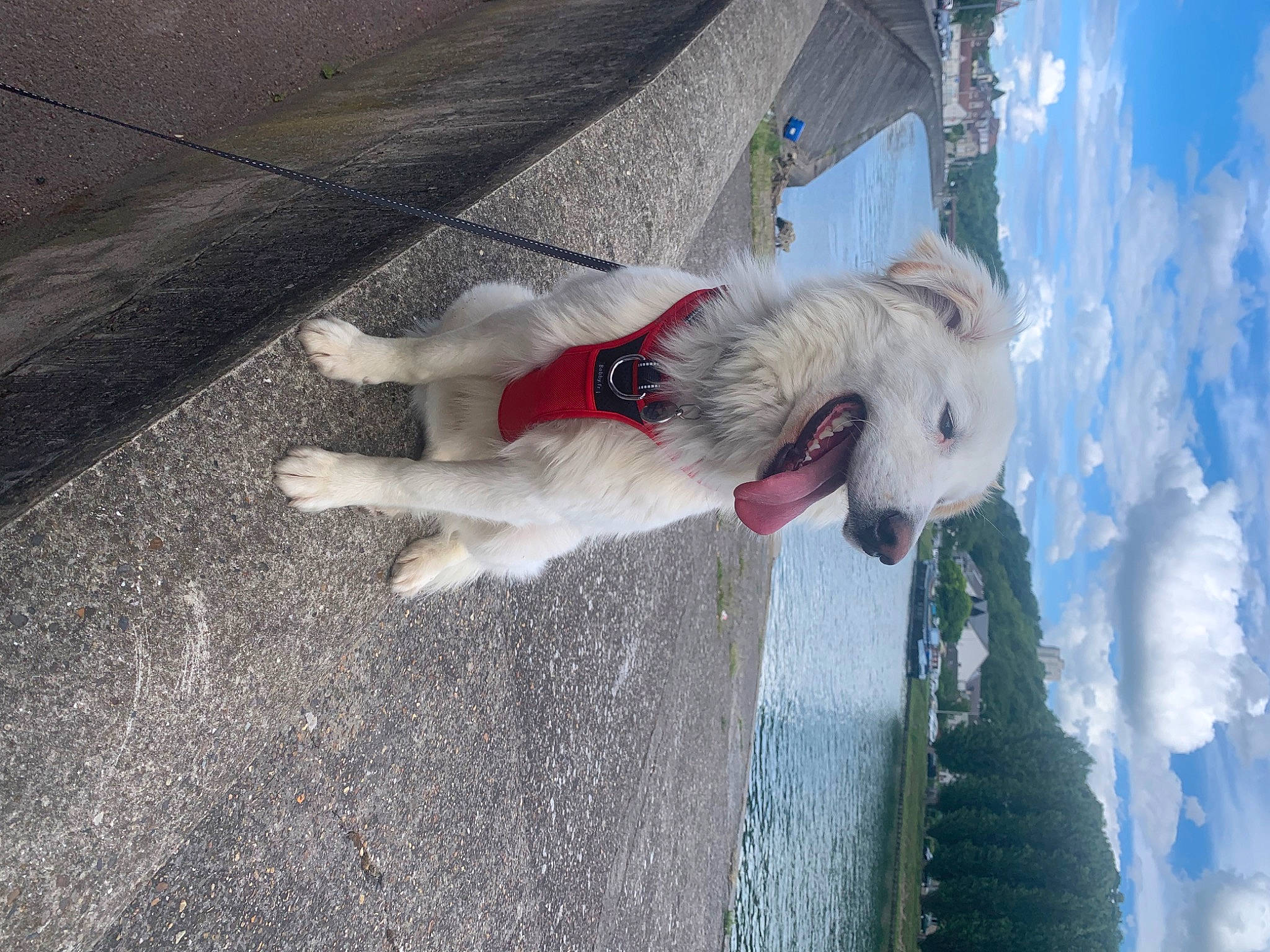 Dumbo participe au concours pour gagner de l'argent avec cette photo : asphalt, canidae, carnivore, cloud, cockatoo, companion_dog, dog, dog_breed, fawn, fur, leash, non_sporting_group, plant, road_surface, sky, snout, sporting_group, tail, tree, water