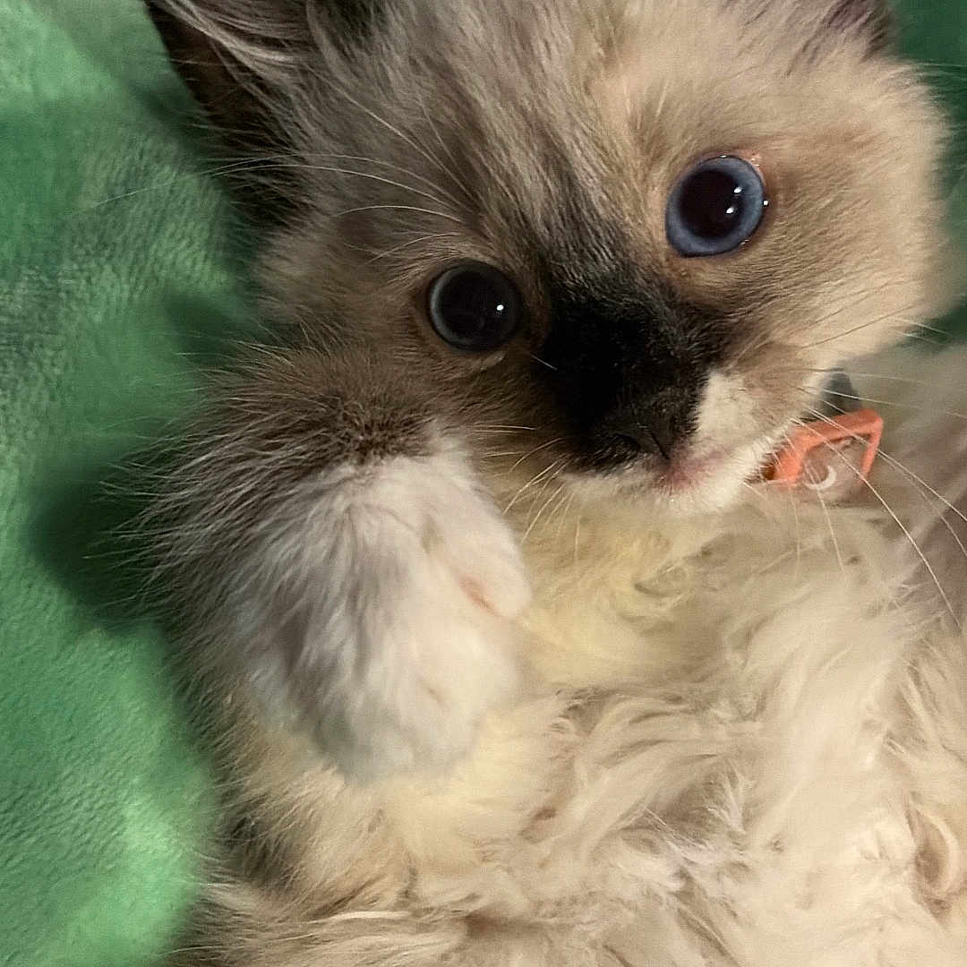 Nova