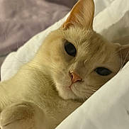 Connie Yuki is registered to the contest to win money with this photo: cat, cream_colored, close_up, paw, sleepy, relaxed, blanket, bed, feline, whiskers, pet, indoor, animal, cute, soft, fur, resting, cozy, domestic_cat, portrait