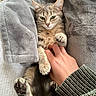 Bella is registered to the contest to win money with this photo: cat, tabby_cat, hand, blanket, cozy, furry, paw, clothing, knitwear, relaxed, indoor, pet, human, touch, cute, comfort, resting, warm, animal, snuggle