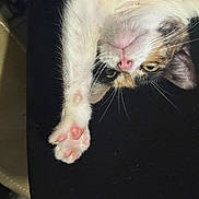 Kali joined the competition — help win amazing prizes! animal, calico, cat, claws, close_up, cute, feline, fur, indoor, paw, paw_pads, pet, pink_pads, relaxed, sleepy, soft, stretching, tabby, upside_down, whiskers