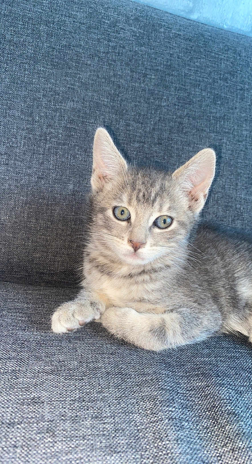 Nala
