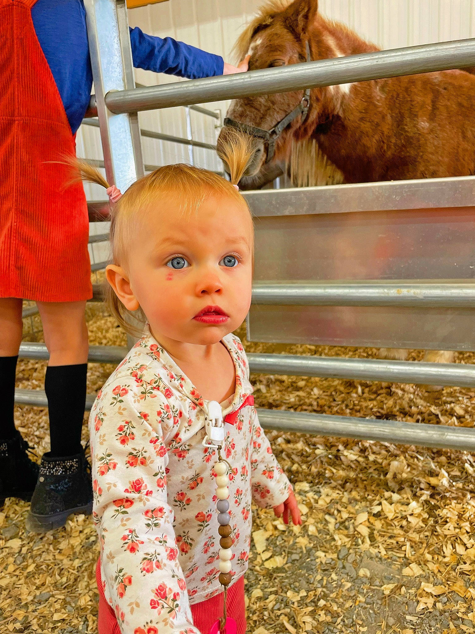 Harper joined the competition — help win amazing prizes! child, event, fun, happy, horse, horse_supplies, human_body, landscape, leisure, livestock, mammal, pack_animal, people_in_nature, person, sleeve, soil, standing, surprise, toddler, tree
