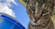 Mama Cat is registered to the contest to win money with this photo: cat, tabby_cat, animal, pet, close_up, green_eyes, outdoor, blue_sky, clouds, bucket, curious, looking_down, fur, whiskers, ears, daylight, roof, metal_roof, vertical_photo, nature