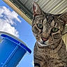 cat, tabby_cat, animal, pet, close_up, green_eyes, outdoor, blue_sky, clouds, bucket, curious, looking_down, fur, whiskers, ears, daylight, roof, metal_roof, vertical_photo, nature