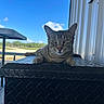 cat, tabby_cat, animal, outdoor, blue_sky, metal_surface, relaxed, feline, nature, sunlight, building_wall, greenery, daylight, resting, whiskers, ears, paws, texture, calm, expression