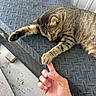 Mama Cat joined the competition — help win amazing prizes! cat, tabby, sleeping, paw, human_hand, touching, metal_surface, outdoor, texture, pet, animal, resting, feline, close_up, interaction, relaxation, fur, whiskers, claws, friendship