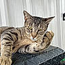 cat, tabby, animal, pet, paw, fur, striped, relaxed, looking_at_camera, indoor, texture, black_surface, closeup, whiskers, ears, green_eyes, resting, metal_background, domestic_cat, portrait