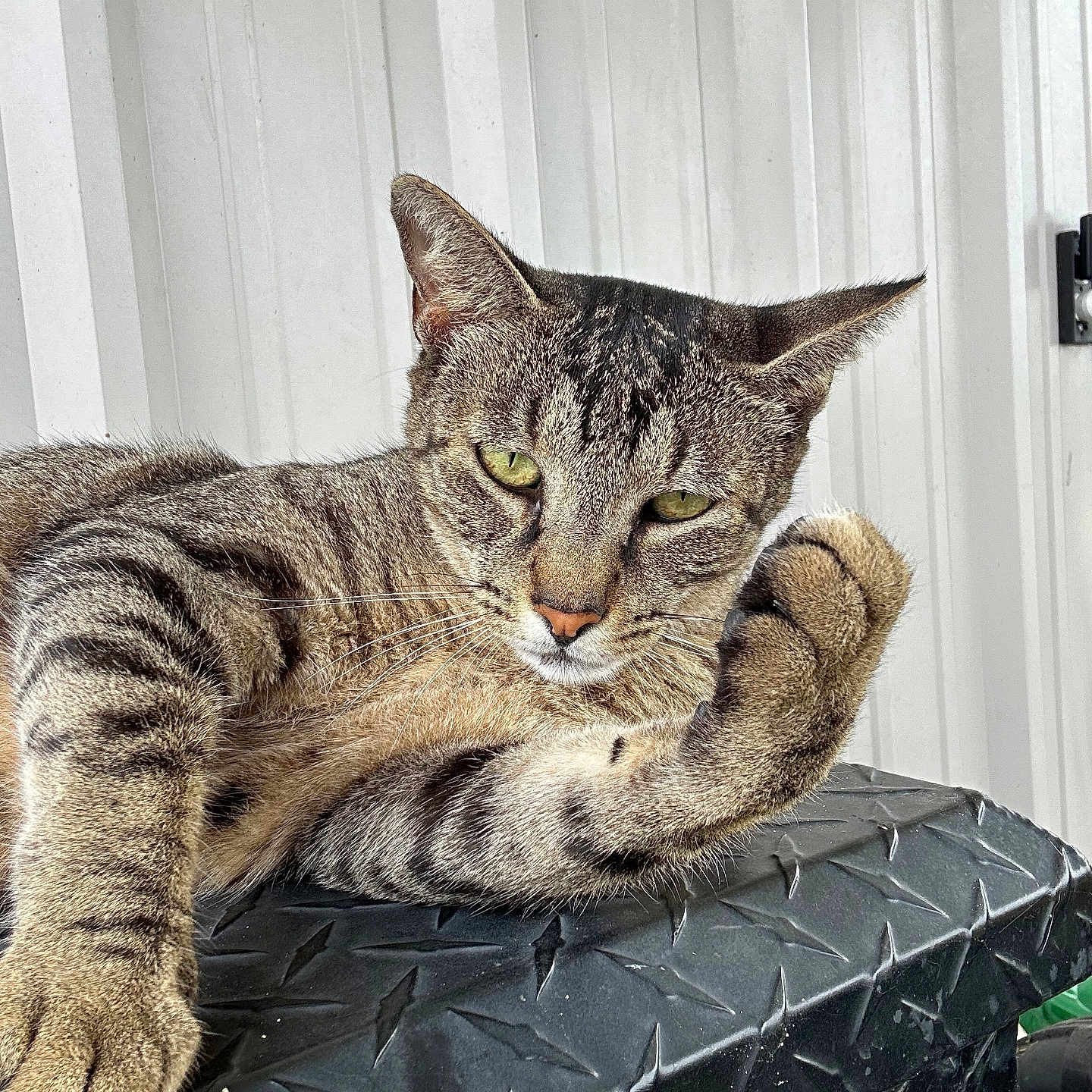 Mama Cat