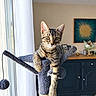 cat, kitten, tabby, pet, animal, feline, cat_tree, scratching_post, indoors, living_room, window, curtain, furniture, cabinet, wall_art, portrait, sitting, hanging, whiskers, wide_eyes
