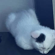 Murphy joined the competition — help win amazing prizes! cat, white_cat, black_spot, resting, indoor, feline, pet, sleeping, blurred, closeup, soft_fur, animal, domestic_cat, box, technology_brand, apple_logo, quiet, calm, curled_up, furry