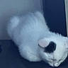 cat, white_cat, black_spot, resting, indoor, feline, pet, sleeping, blurred, closeup, soft_fur, animal, domestic_cat, box, technology_brand, apple_logo, quiet, calm, curled_up, furry